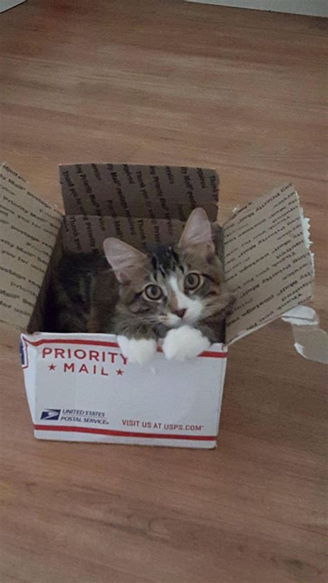Find the latest caterpillar, inc. Priority mail only! | Cats, Funny cat memes, Crazy cats