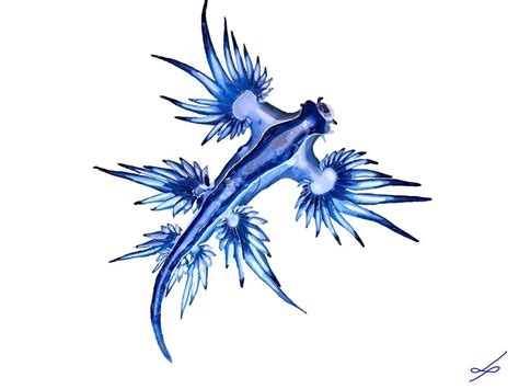 Pin By Wildanimal Drawing On Draw Of Blue Dragon Glaucus Atlanticus