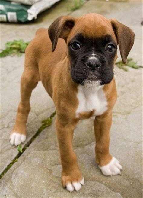 20 Cute American Boxer Dog Pictures You Will Love