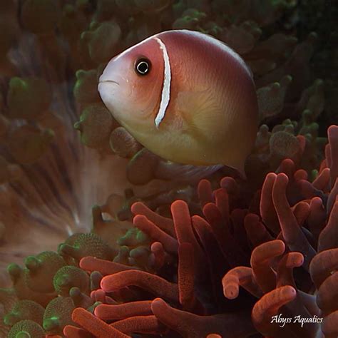 Pink Skunk Clownfish Pair Fast Professional Service Abyss Aquatics