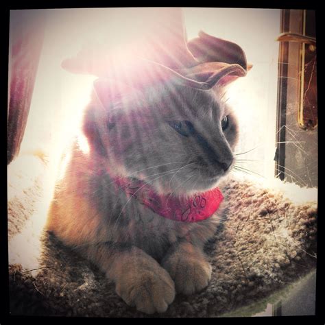 See more ideas about cats, cowboy hats, cute animals. Cowboy Cat | Cat | Cats, Animals