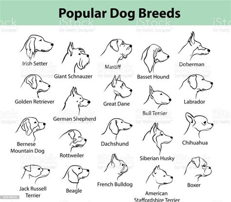 Dogs Breeds Outline Portraits Faces In 2020 Popular Dog Breeds Dog