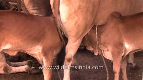 Cow Feeding Milk To Calves Youtube