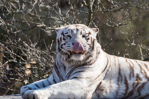 White Tiger Facts Cool Kid Facts