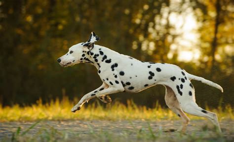 Dalmatian Dog Breed Characteristics And Care