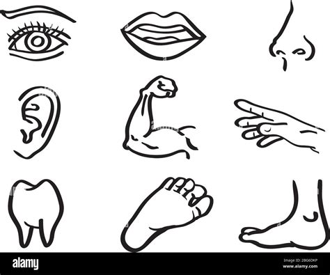 Vector Illustration Of Human Body Parts Eye Mouth Nose Ear Arm