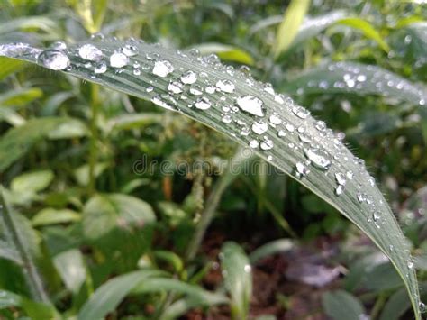 Una Hoja De Hierba Salvaje Que Es Golpeada Por Gotas De Lluvia Foto De