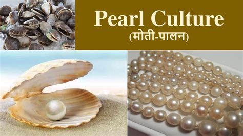 Pearl Culture Pearl Culture Technique History Of Pearlculture