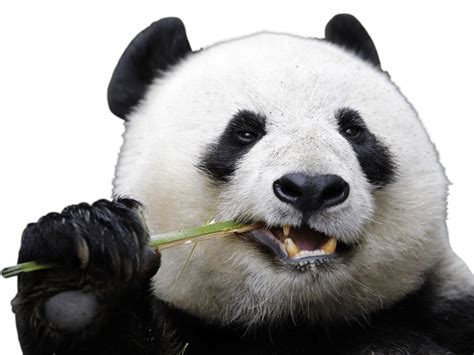 30 Ide Background Taman Animasi Png Panda Assed Imagesee