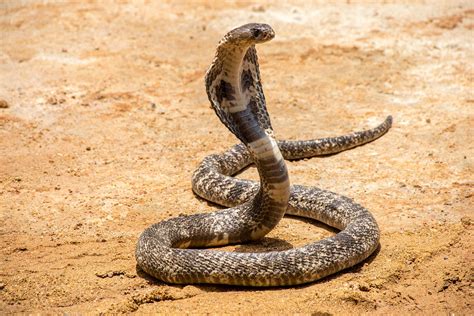 What Are The Most Poisonous Snakes In The World