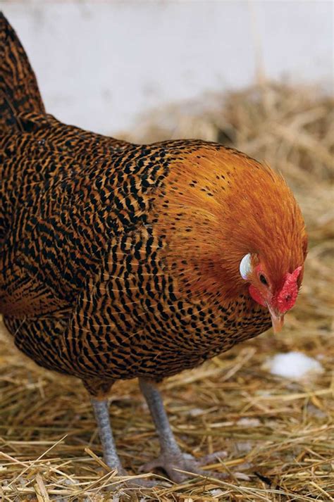 Heritage Breeds Can Be The Best Egg Laying Chickens Best Egg Laying