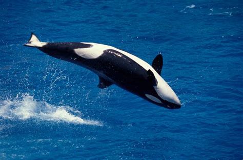 Orca Breaching Stock Photos Pictures And Royalty Free Images Istock