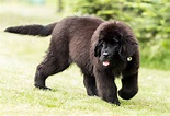 Newfoundland Dog - All Big Dog Breeds