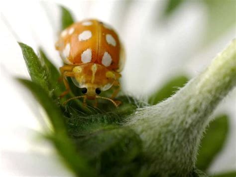 how do ladybugs see this surprised me school of bugs