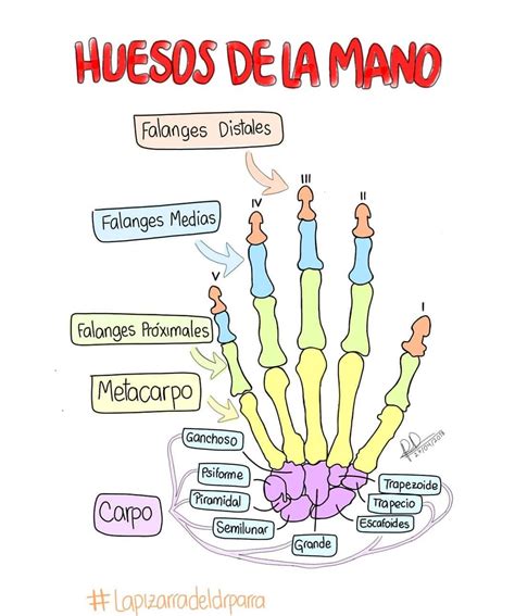 Huesos De La Mano 👩‍🏫🤚🏻 📖💭💡 Medicine Media Anatomia Anatomy Color