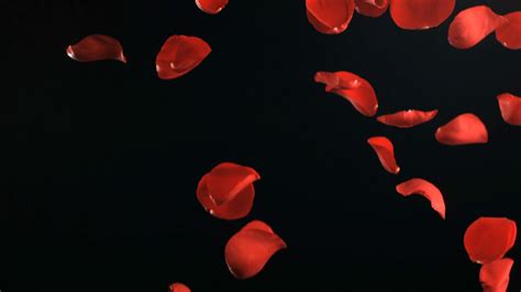 Slow Motion Falling Red Rose Petals Stock Footage Sbv 300019984