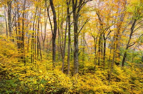 Autumn Forest Western Nc Fall Foliage Trees Scenic Nature Photography