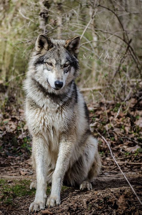Beauty By Sarajeku On Deviantart Wolf Poses Wolf Dog Wolf Sitting