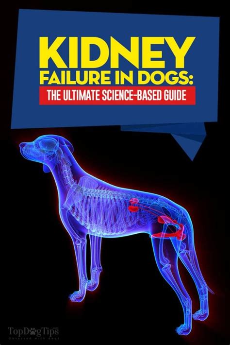 Kidney Failure In Dogs The Ultimate Science Based Guide
