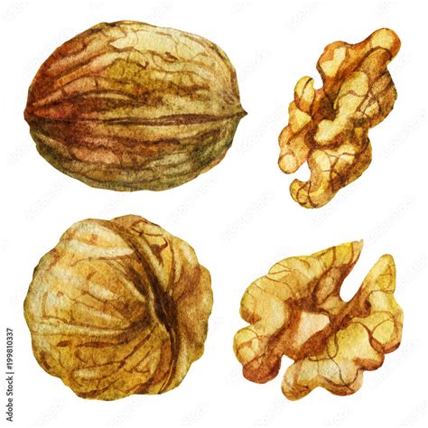 Watercolor Illustration Walnut From Different Directions Walnut