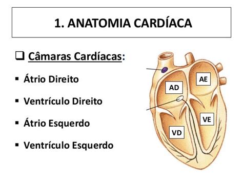 Fisiologia Cardíaca
