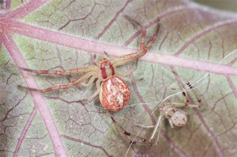 Types Of Common Spiders In Ohio
