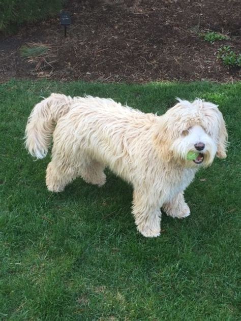 We raise our golden doodle puppies in our home with our family. Ginger Crunkelton 8 months old - Pacific Rim Labradoodles