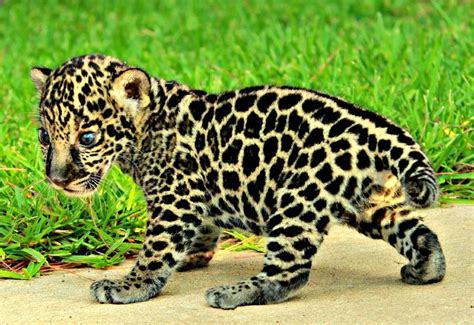 Update Jaguar Cub Gets His Swagger Zooborns