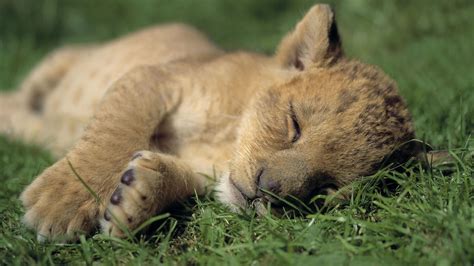 Cute Baby Lion Cub Sleeping Nicely Hd Wallpaper Hd Wallpapers