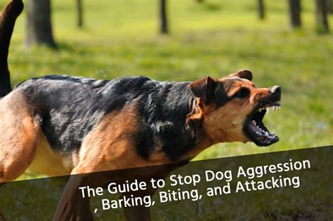 47 Top Photos Puppy Aggressive Biting And Barking Why Some Dogs