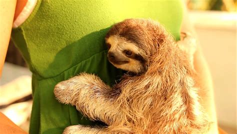Cuddling Sloth Wallpapers Wallpaper Cave