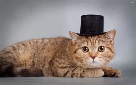 Cat With A Hat Wallpaper Animal Wallpapers 42223