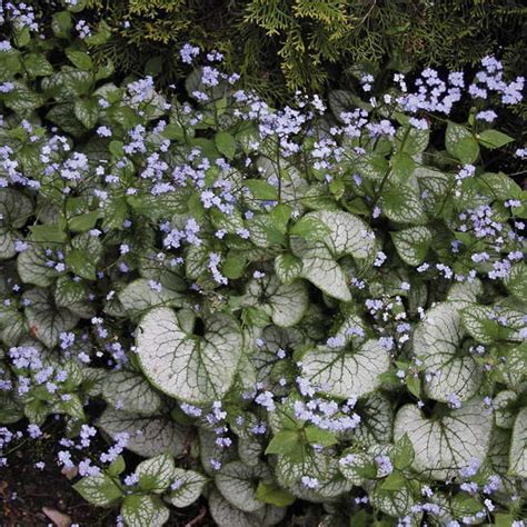 Brunnera Jack Frost Brunnera Jack Frost Shade Perennials Jack Frost