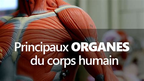 Les Principaux Organes Du Corps Humain Index Santé