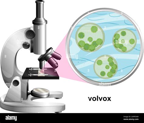 Mikroskop Mit Anatomischer Struktur Von Volvox Auf Weißem Hintergrund