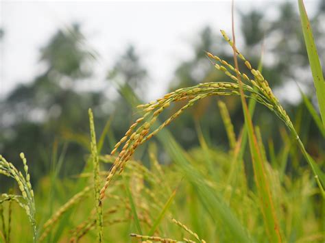 Rice Field Kerala India Reisfeld Rice Reis Indien Asia Asi Flickr