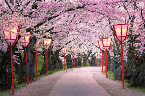 Cherry Blossoms On Tree Lined Path With Street Lamps In Hirosaki Park