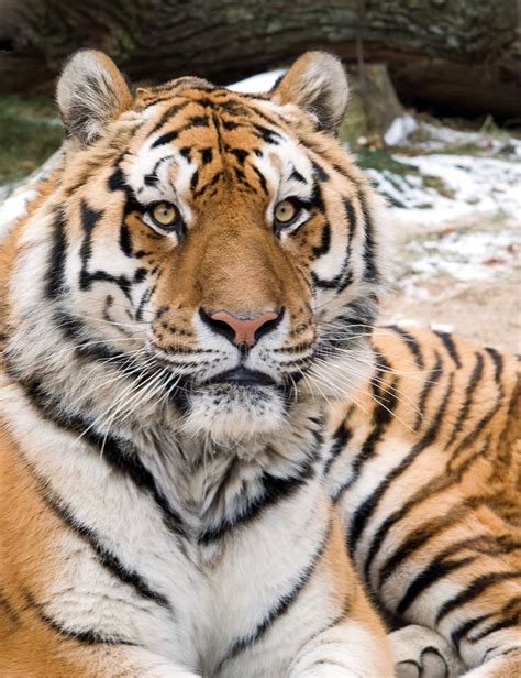 Siberian Tiger Head Portrait Stock Photo Image Of Object Danger