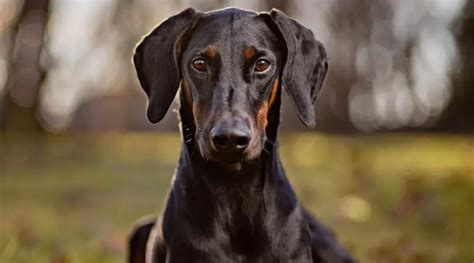 Doberman Pinscher Dog Breed Information Facts Traits And More