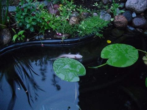 A Lonely Axolotl In An Outdoor Pond Newts And