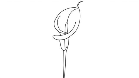 How To Draw Calla Lily Step By Step Easy Drawings Lilies Drawing