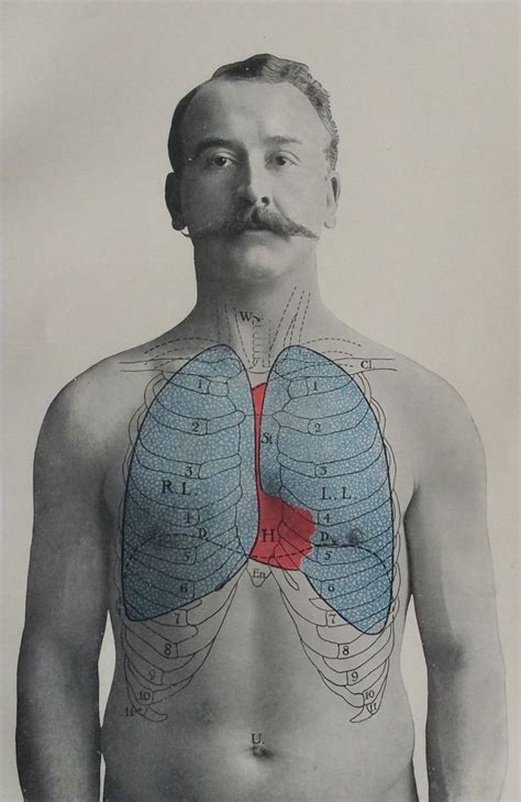 Antique 1900s Medical Diagram Scientific Print Human Anatomy Lungs