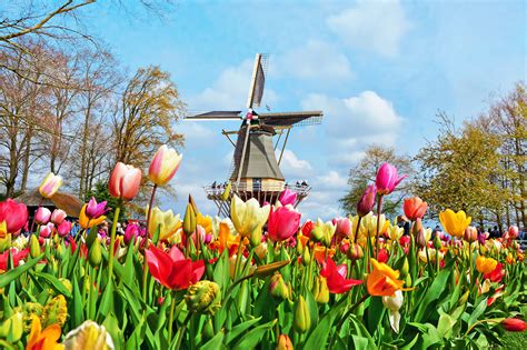 Things To Know When Visiting The Tulip Fields In The Netherlands