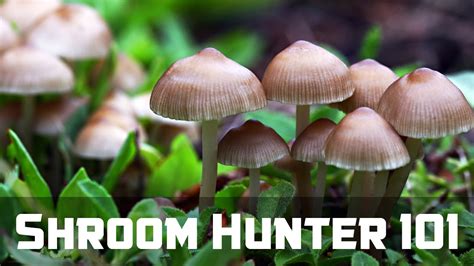 Shroomhunter 101 Identify Wild Magic Mushrooms
