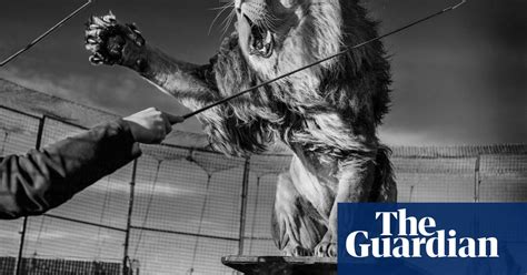 Thomas Chipperfield Britains Last Lion Tamer In Pictures Stage The Guardian