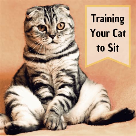 Cat Training How To Teach Your Cat To Sit Pethelpful By Fellow