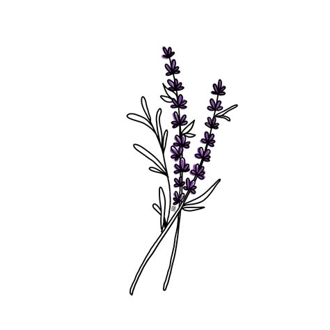 Lavender Flower Hd Transparent Lavender Flower Simple Purple