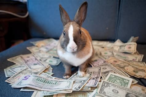 How Much Do Rabbits Cost Petfinder