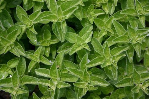 The cryptocurrency market is growing exponentially bitcoin dominates over other digital currencies today, but the data suggests its market share will drop significantly in the next few years. Tips For Growing Marjoram In Your Herb Garden