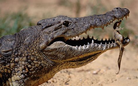 A Mother Crocodile Can Carry Up To 15 Babies In Her Mouth At Once